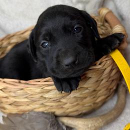 Cheyanne - Black female Labrador Retriever puppy in Grants Pass, Oregon from KnR Antler Dogs ~ Labrador Retrievers & Corgis