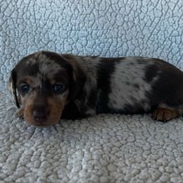 Choc-Tan Dapple - Chocolate and tan male Dachshund puppy in Ledbetter, Texas from Big Dream Acres