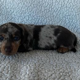 Choc-Tan Dapple - Chocolate and tan male Dachshund puppy in Ledbetter, Texas from Big Dream Acres