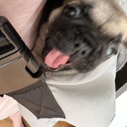 French Bulldog Puppies from Stratton Kennel