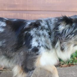 Miniature Australian Shepherd and Toy Australian Shepherd All Grown Up from Flying H Toy and Mini Aussies