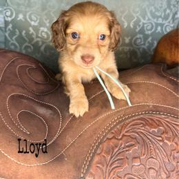 Lloyd - Cream male Dachshund puppy in Lexington, Oklahoma from BooneDox Miniature Dachshunds