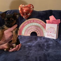 Yorkshire Terrier Puppies from Sweet Fur Babies