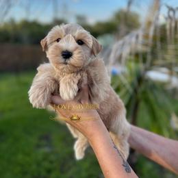 AKC Wheaten Boy 1 - Wheaten male Miniature Schnauzer puppy in Lake Placid, Florida from Love Giver Schnauzers