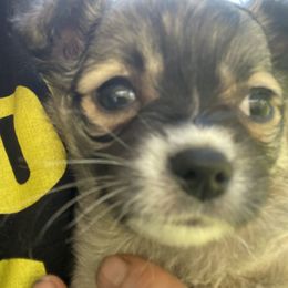 Magoo - Chihuahua puppy in Yamhill, Oregon from Diamond Dog Chihuahuas