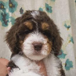 Cash - Tri-color male Bernedoodle puppy in Greeneville, Tennessee from My Two Doodles