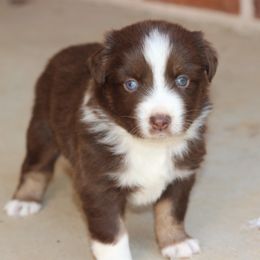 Miniature Australian Shepherd and Toy Australian Shepherd Puppies from TK Mini & Toy Aussies
