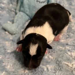 Rory Mcllory - Black white and tan male Rat Terrier puppy in Atlanta, Texas from CaliRats Rat Terriers