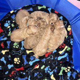 Cavapoo Puppies from Teddy & Elly Litter