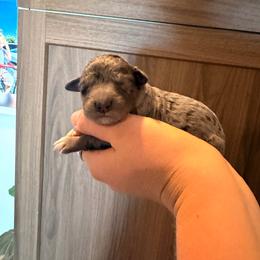 Blue Merle female - Merle female Goldendoodle puppy in Vallejo, California from Well Rooted Doodles