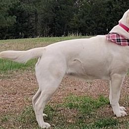 Labrador Retrievers from Cedar Hill Farm Labradors
