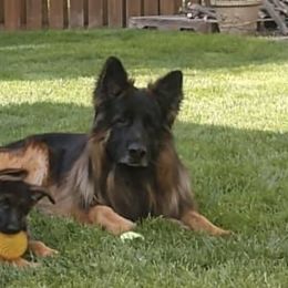 German Shepherds from Haus Der Valkyrie German Shepherds