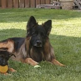 German Shepherds from Haus Der Valkyrie German Shepherds