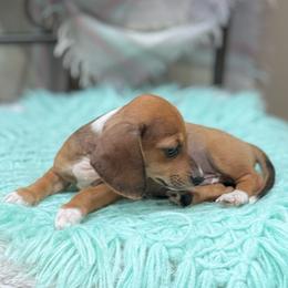 Spencer - Piebald male Dachshund puppy in Decatur, Mississippi from KP Dachshunds