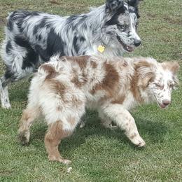 Australian Shepherds from Rocky Blue Australia shepherds