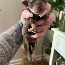 Female 2 - Liver female Miniature Schnauzer puppy in Lowell, North Carolina from Prestigious Schnuazers