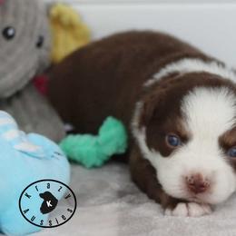 Velma - Red tri female Miniature Australian Shepherd puppy in Garden Plain, Kansas from Krazy K Aussies