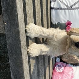 Cocker Spaniel Puppies from Quail Ridge Farm