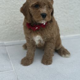 Red  collar - Red  female Goldendoodle puppy in Collier County, Florida from My perfect doodle