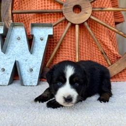 Skipper - Black tri male Miniature Australian Shepherd puppy in Checotah, Oklahoma from Wild Outlaw Aussies