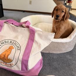 Pink Collar - Dark golden female Golden Retriever puppy in Chesapeake, Virginia from AmberLight Goldens