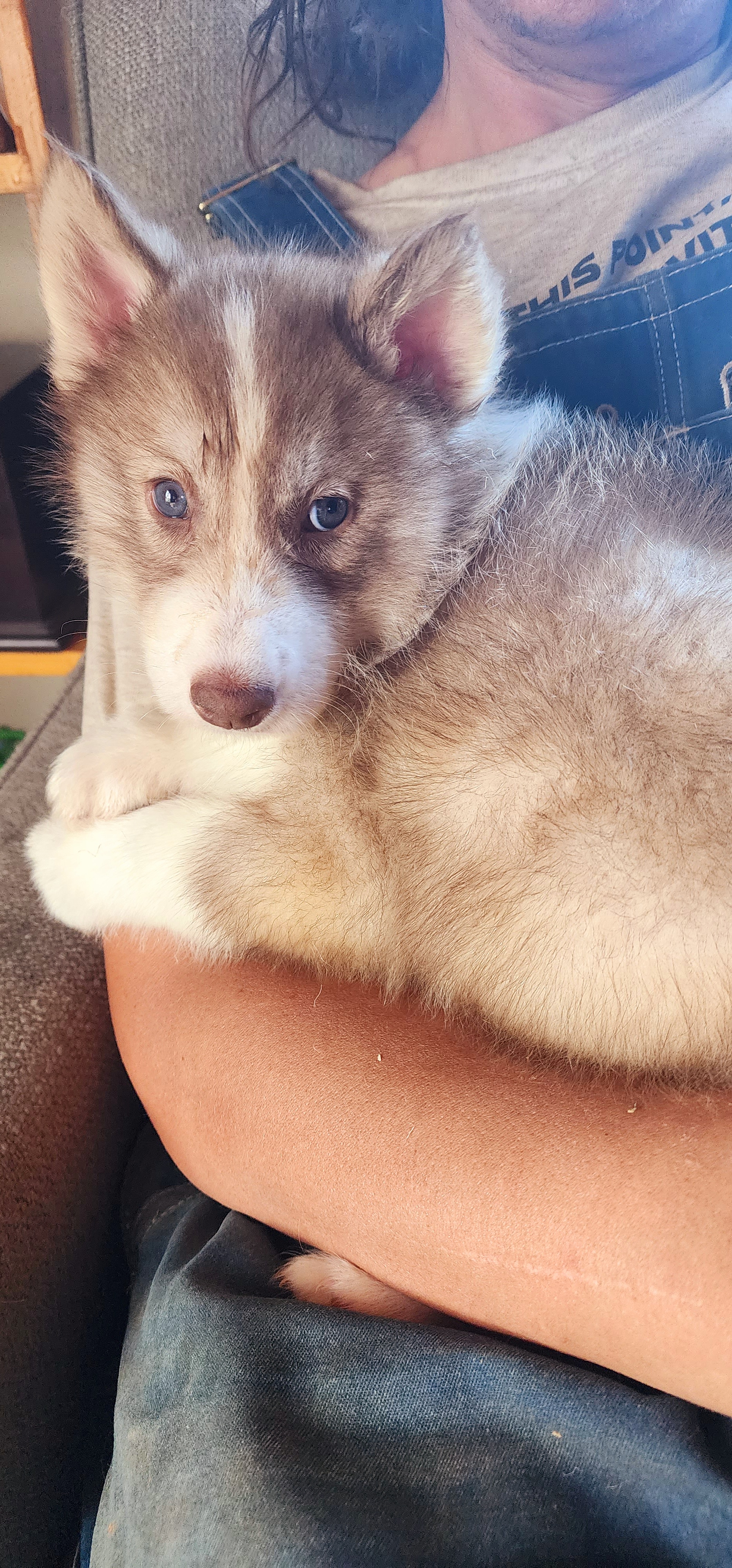Native American Indian Dog Puppies from Corn Moon Kennels: a member of the Native American Indian Dog Preservation Project
