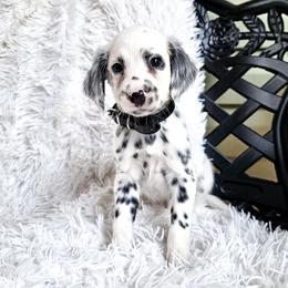 Metallica - White and black male Dalmatian puppy in Gray, Georgia from Fuller Spots
