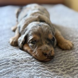 Blue Merle phantom girl - Merle female Goldendoodle puppy in Hobbs, New Mexico from Goldie Locks Golden Retrievers & Doodles