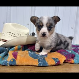 Girl 1 - Blue merle and white female American Corgi puppy in Payson, Illinois from Creek Farm Corgis
