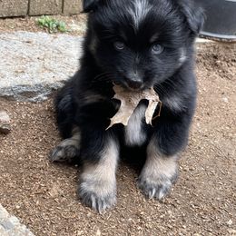 Pomsky Puppies from Michelle