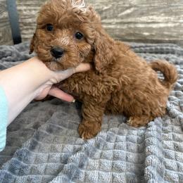Jeremy - Red male Cavapoo puppy in Osseo, Michigan from Smiths Fluffy butts