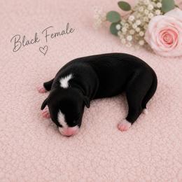 Girl 4 - Black female Whippet puppy in Kalamazoo, Michigan from Clarriott Whippets & Cavapoos