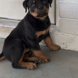 Rottweiler Puppies from Midnight Rottweilers