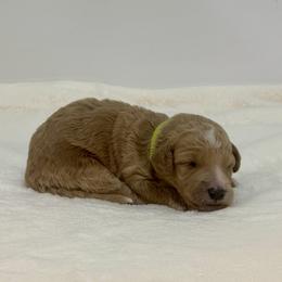 Lime - Apricot female Goldendoodle puppy in Kenansville, North Carolina from J+A Family Doodles