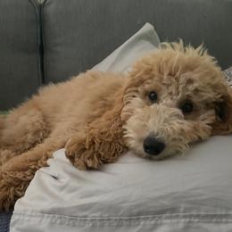 Goldendoodle All Grown Up from Hope RI Goldendoodles
