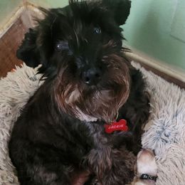 Jackie - Miniature Schnauzer