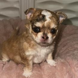 Monkey - Merle male Chihuahua puppy in Burleson, Texas from Luxe Paradise House of Chi