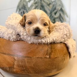 Oliver - Cream male Cockapoo puppy in Preston, Idaho from Rocking JH Pup Co