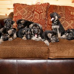 German Shepherd Puppies from Westbound German Shepherds