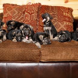 German Shepherd Puppies from Westbound German Shepherds