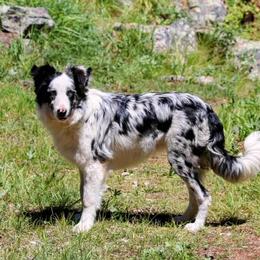 Border Collie Puppies from Bridges Border Collies