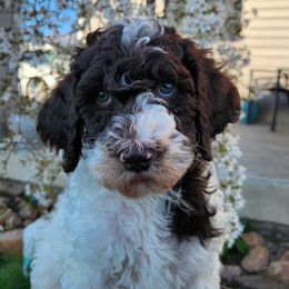 Ike - Parti Poodle puppy in Nibley, Utah from Angel Breed Solutions