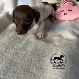 Stella - Piebald female Dachshund puppy in East Dover, Vermont from Audet’s Mini Dachshunds