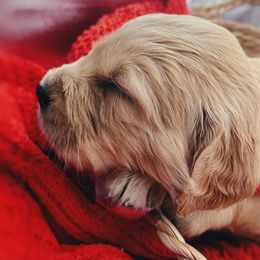 Golden Retriever Puppies from Great Lakes Golden Retreivers