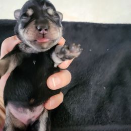 Girl 1 - Black and silver female Miniature Schnauzer puppy in Dalton, Minnesota from Julie Moore's Miniature Schnauzers