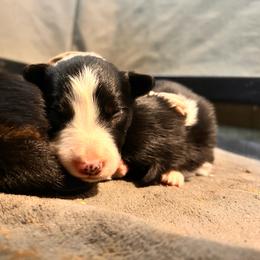 Ponyboy - Tri-color male Border Collie puppy in Franklin, Maine from Broad Meadow Borders