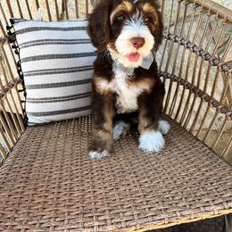 Boy 1 - Bernedoodle puppy in Modesto, California from Two Doods Doodles