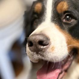 Canela - Bernese Mountain Dog