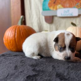 Red girl - Red speckled female Australian Cattle Dog puppy in Cottage Grove, Oregon from Heirloom Ranch