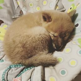Shiba Inu Puppies from The Animal Farm at Clewiston